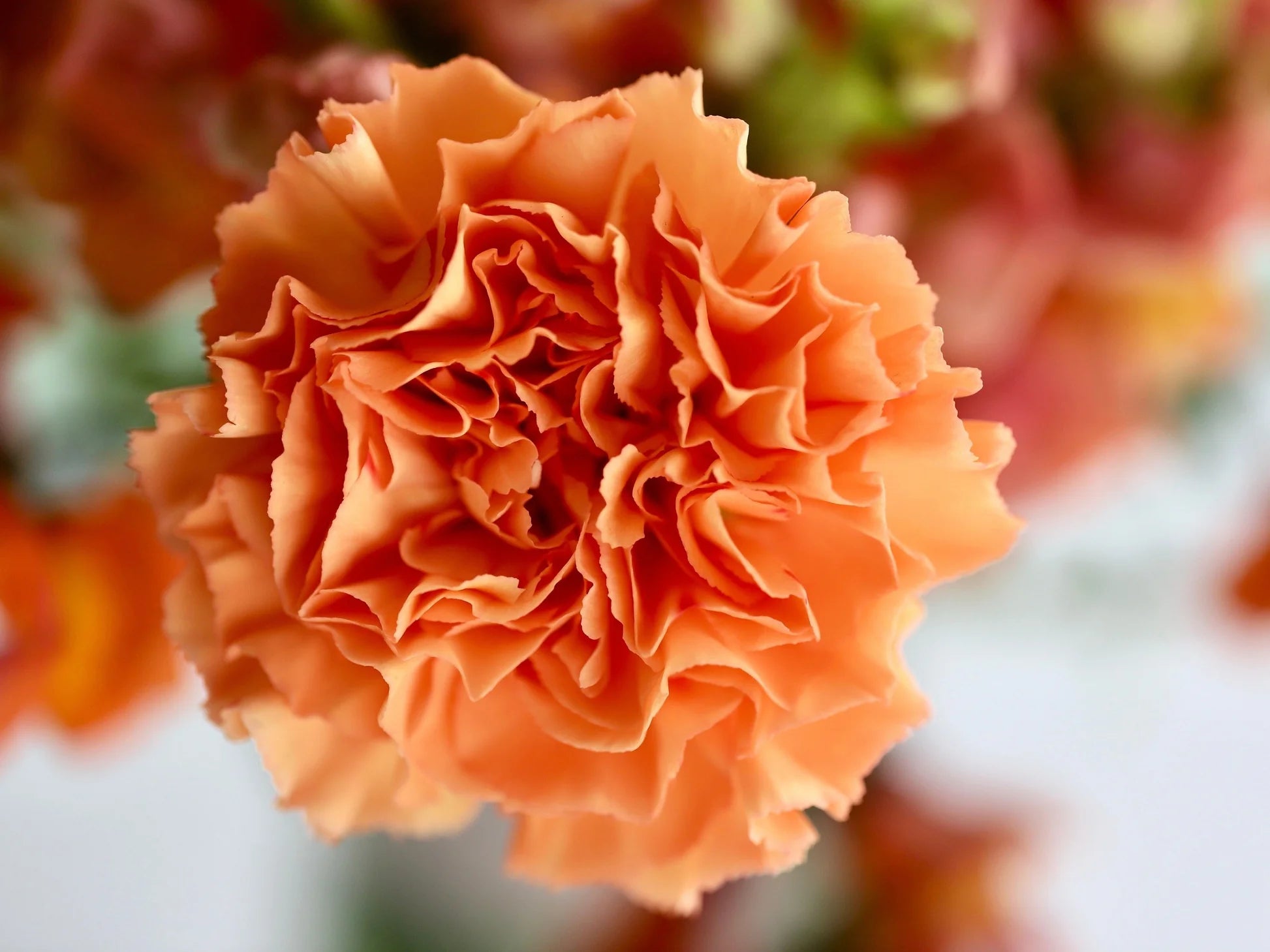 Light Orange Carnation Flower Seeds for Planting