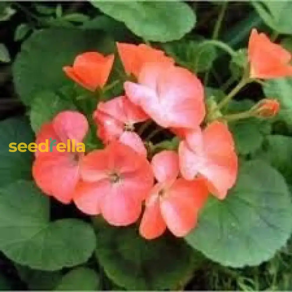 Light Orange Geranium Seeds For Planting - Vibrant Flower Garden Addition