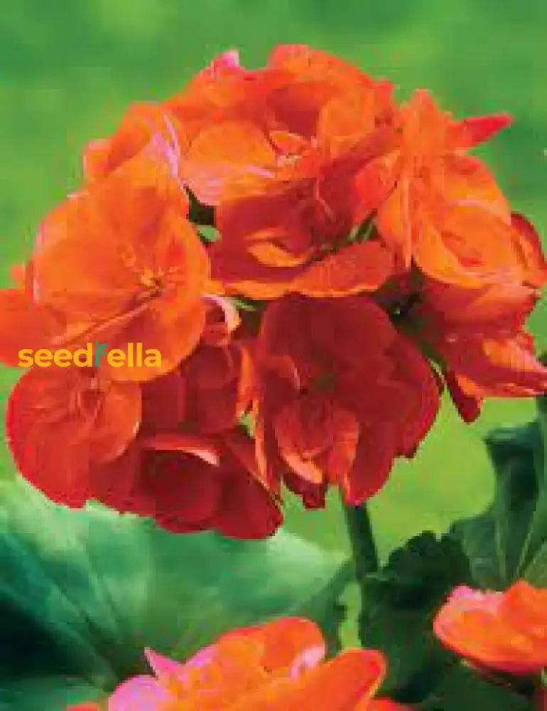 Light Orange Geranium Seeds For Planting - Vibrant Flower Garden Addition