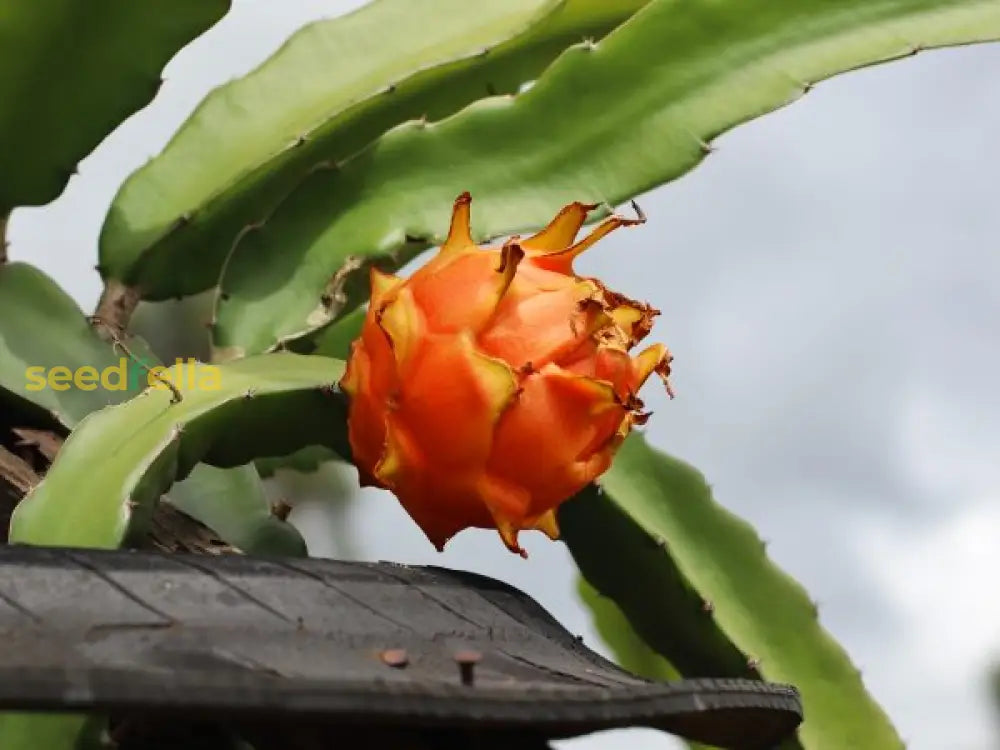 Light Orange Pitaya Fruit Seeds - Easy Planting For Exotic Fruits