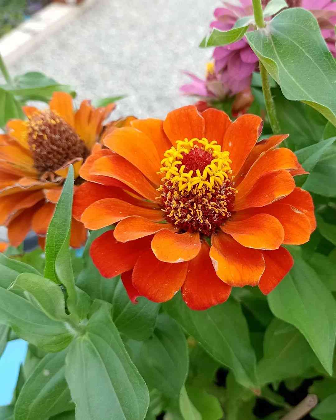 Zinnia Flower Seeds in Light Orange for Planting