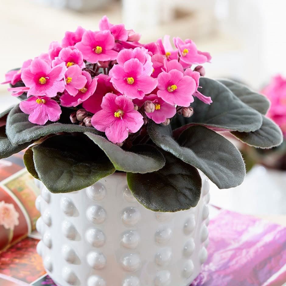 Light Pink African Violet Flower Seeds for Planting