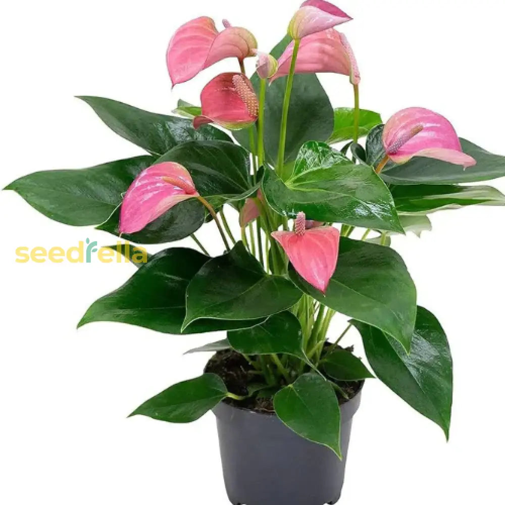 Light Pink Anthurium Plant Seeds For Elegant Blooms And Serene Planting Flower