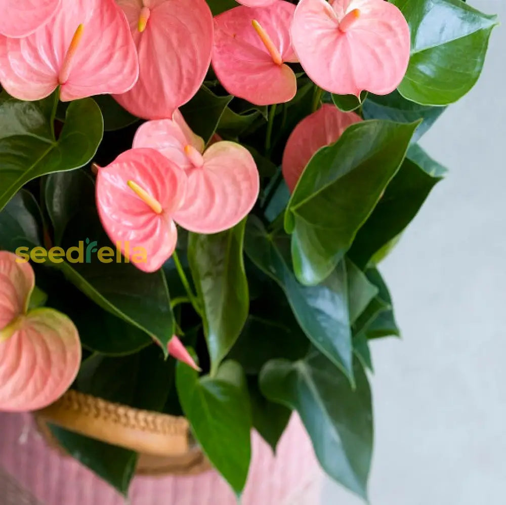 Light Pink Anthurium Plant Seeds For Elegant Blooms And Serene Planting Flower