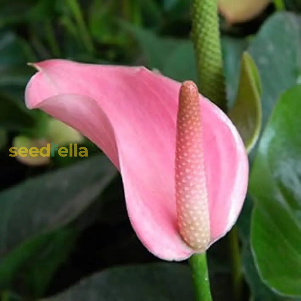 Light Pink Anthurium Seeds For Planting  Beautiful Indoor & Garden Blooms Flower