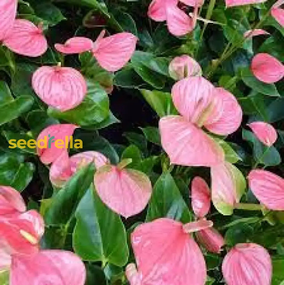 Light Pink Anthurium Seeds For Planting  Beautiful Indoor & Garden Blooms Flower