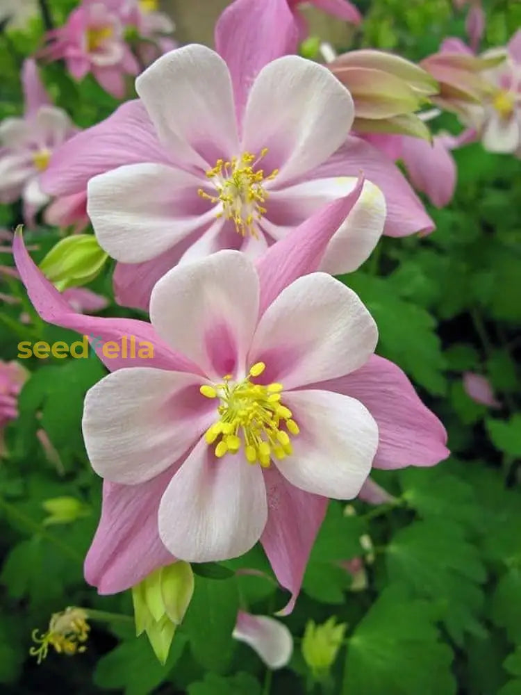 Light Pink Aquilegia Flower Seeds For Easy Planting