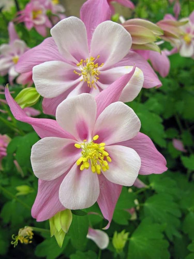 Light Pink Aquilegia Flower Seeds for Planting