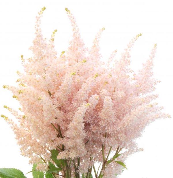 Light Pink Astilbe Flower Seeds for Planting