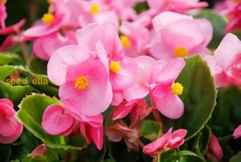 Light Pink Begonia Flower Seeds For Planting