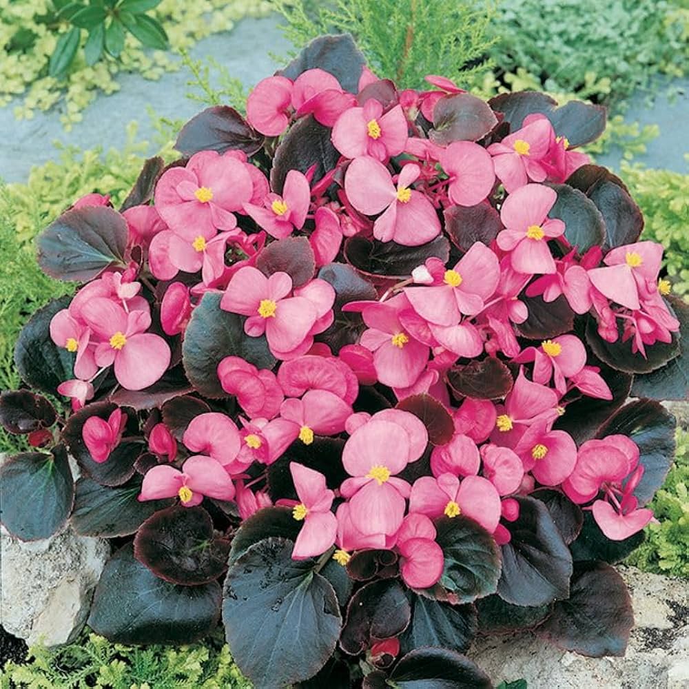 Light Pink Begonia Flower Seeds for Planting