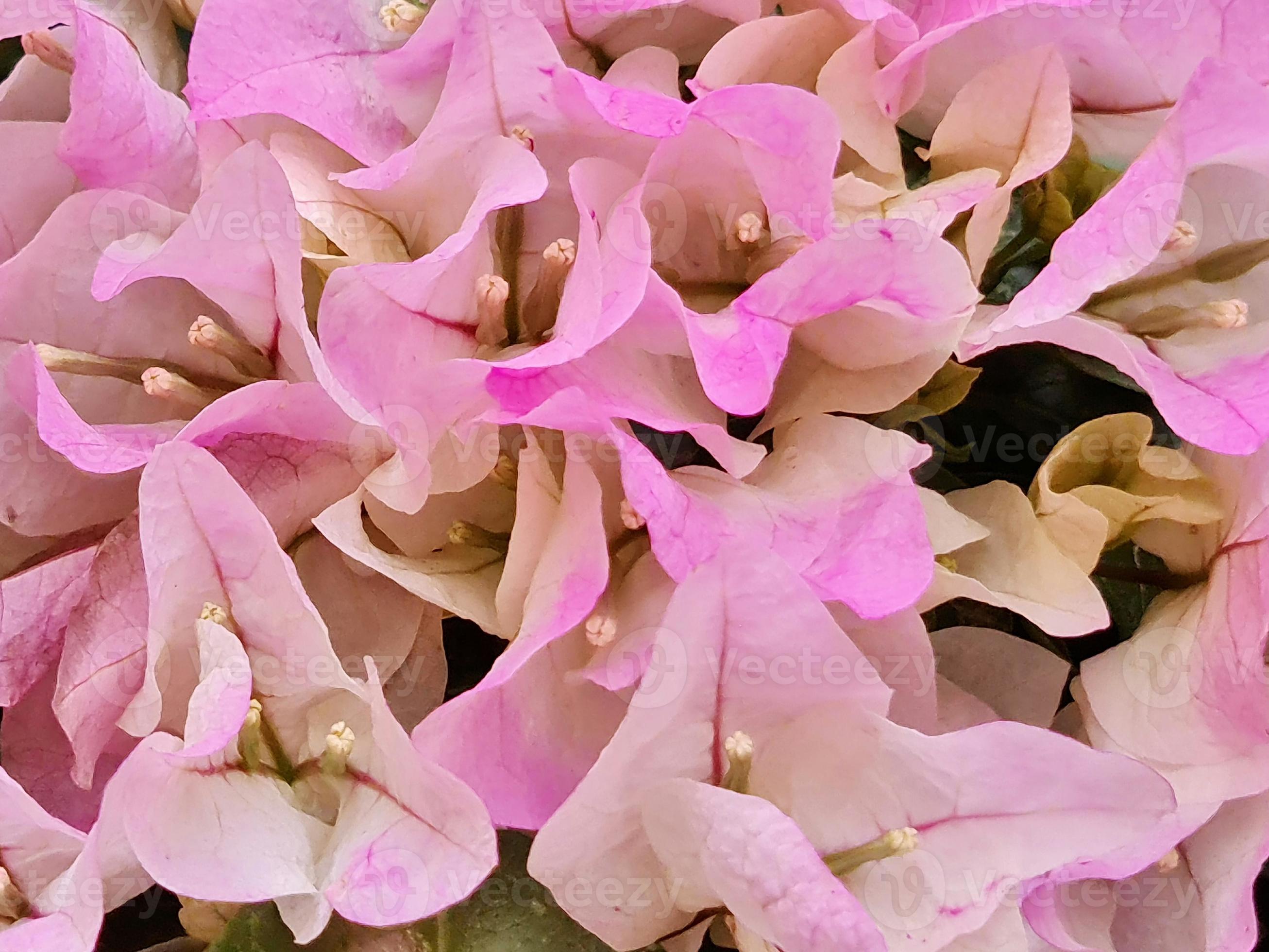 Light Pink Bougainvillea Seeds For Planting - Grow Beautiful Soft Bougainvilleas