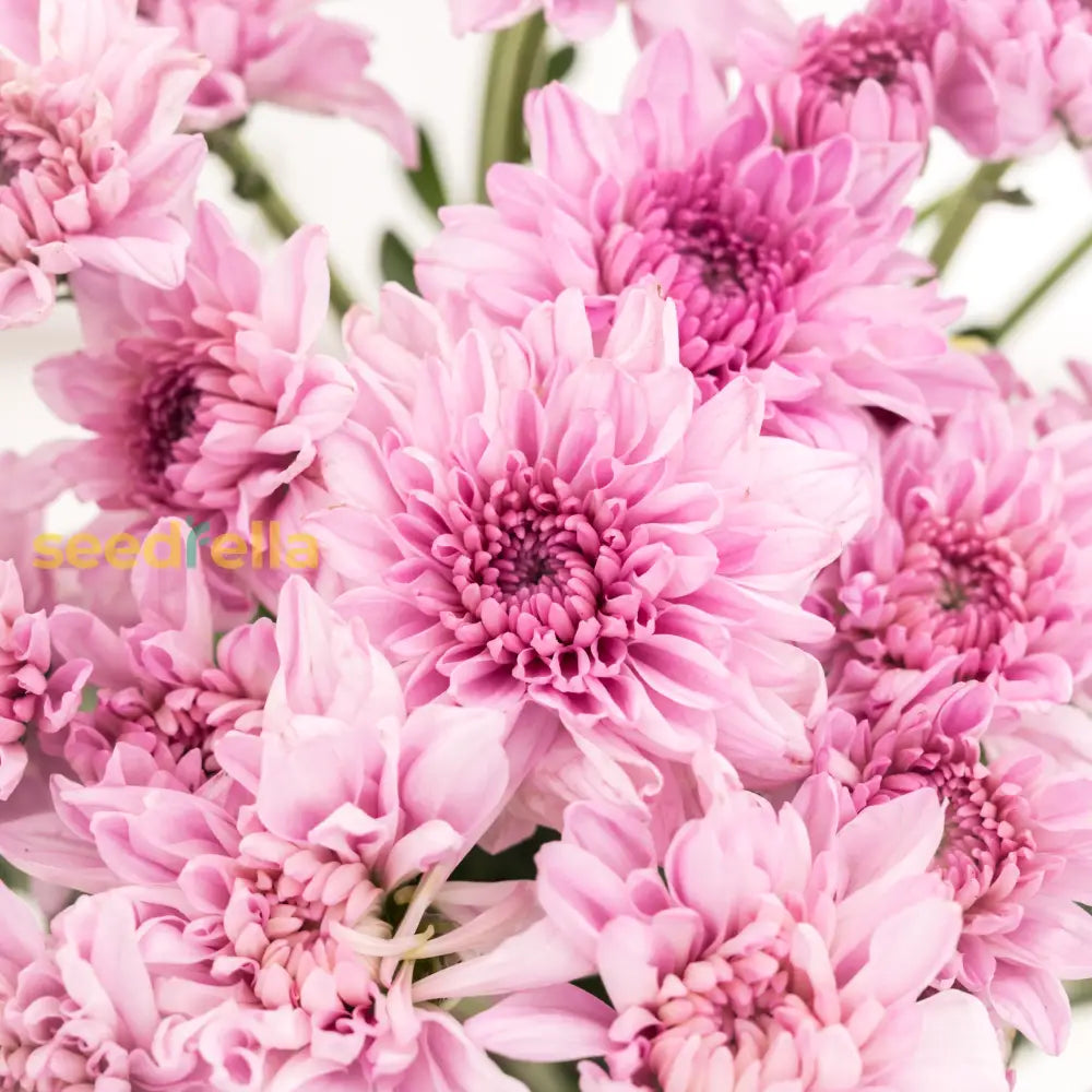 Light Pink Chrysanthemum Seeds For Planting