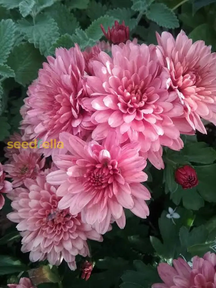 Light Pink Chrysanthemum Seeds For Planting