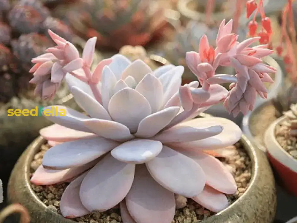 Light Pink Echeveria Laui Seeds - Succulent For Indoor & Outdoor Planting Plant Seeds