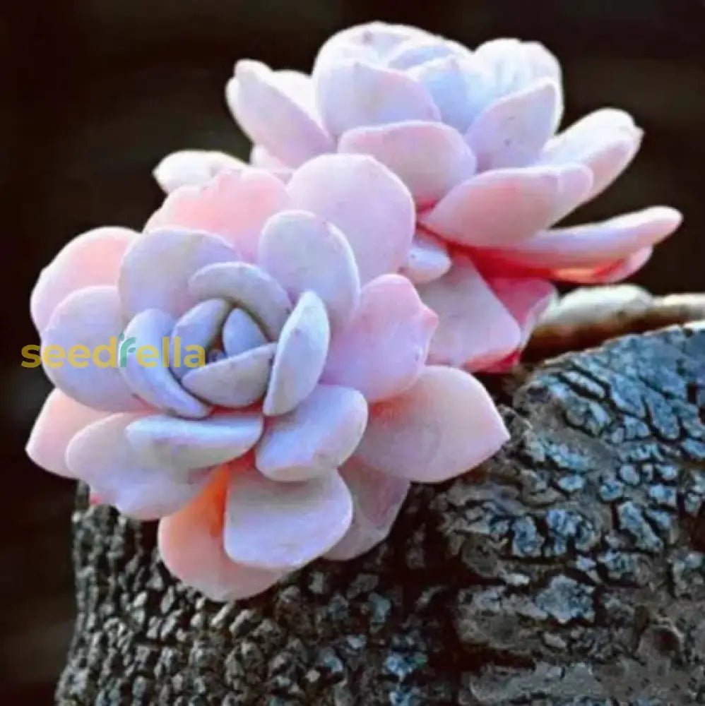 Light Pink Echeveria Laui Seeds - Succulent For Indoor & Outdoor Planting Plant Seeds