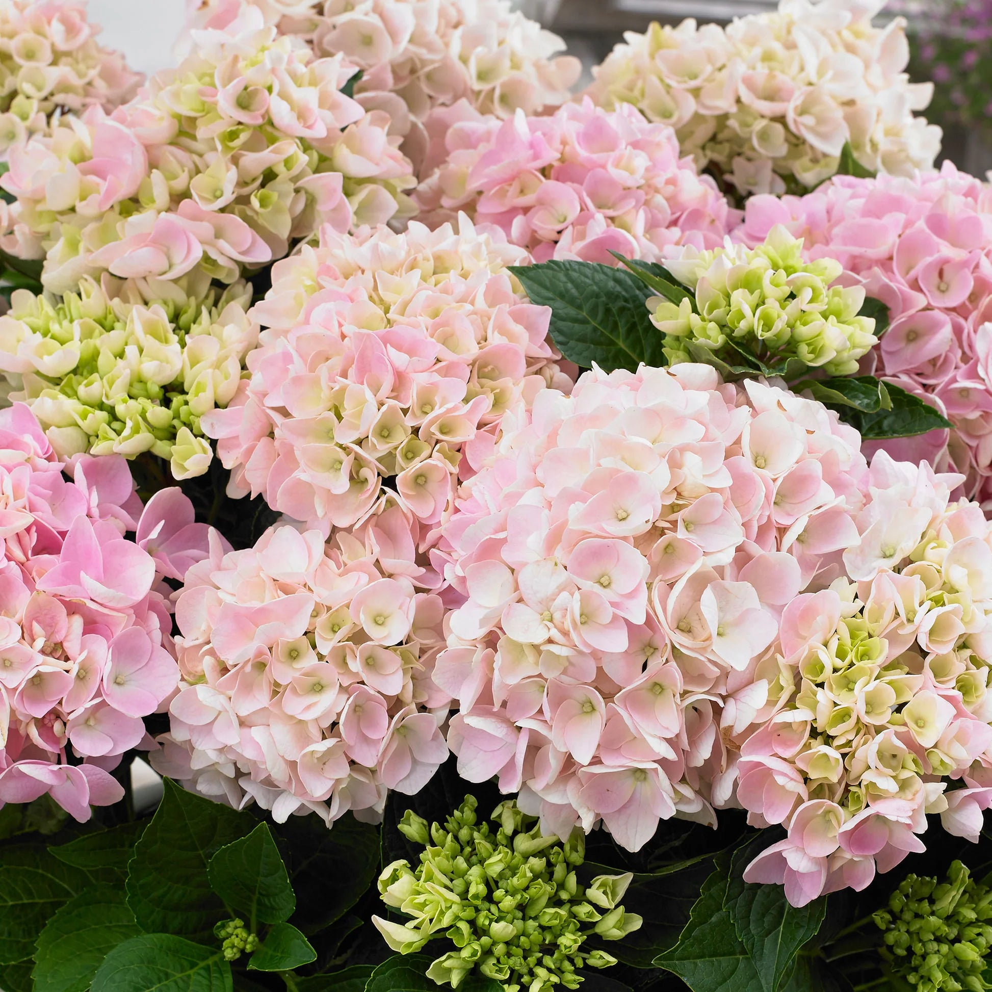 Light Pink Hydrangea Flower Seeds for Planting