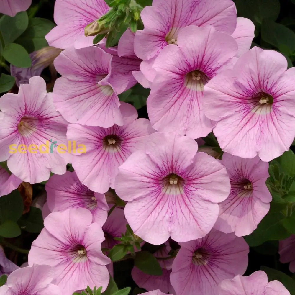 Light Pink Petunia Seeds For Planting - Soft & Colorful Garden Charm