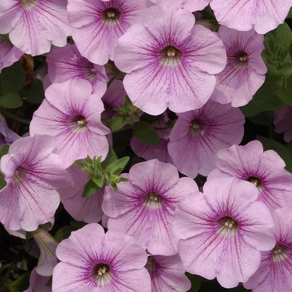 Light Pink Petunia Flower Seeds for Planting