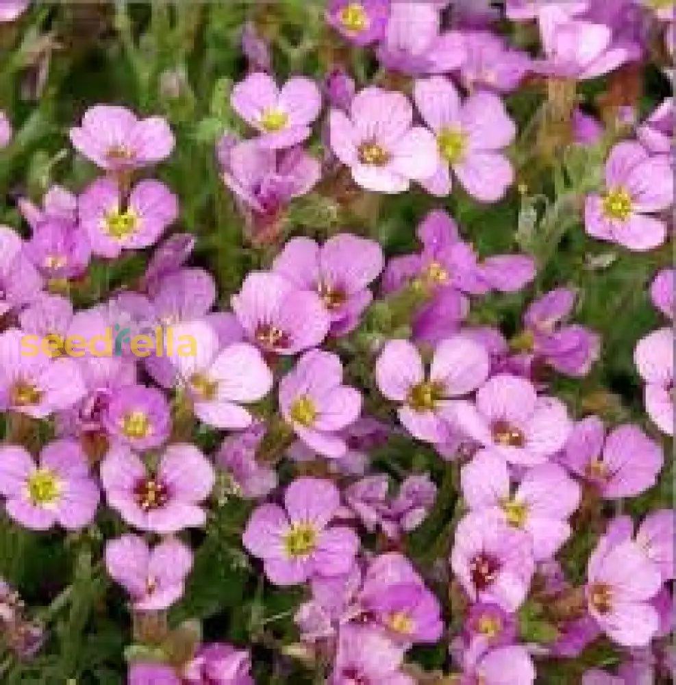 Light Pink Rock Cress Flower Seeds For Planting  Easy-Grow Perennial