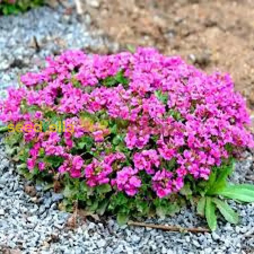 Light Pink Rock Cress Flower Seeds For Planting  Easy-Grow Perennial