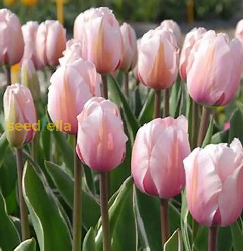 Light Pink Tulip Flower Seeds for Planting