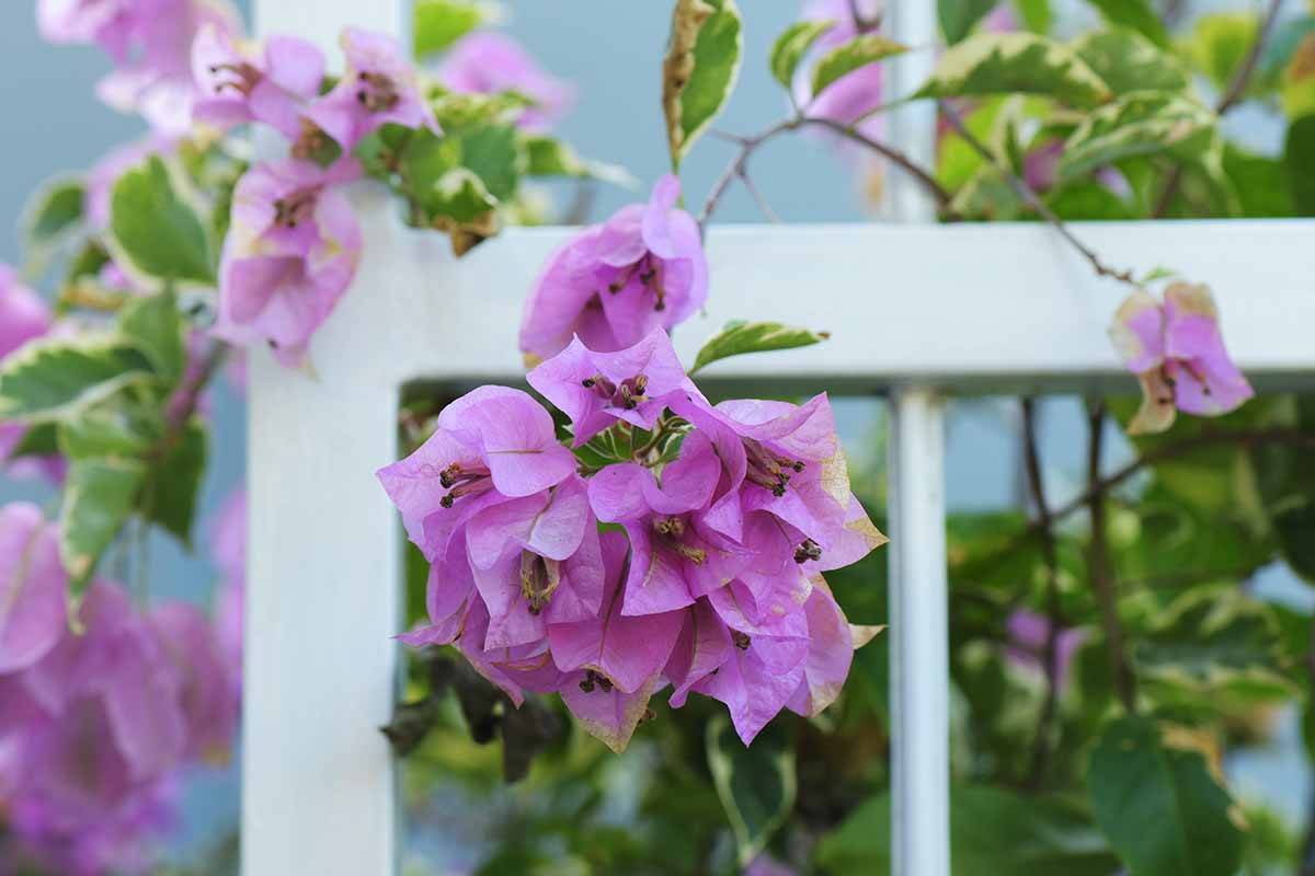 Light Purple Bougainvillea Blooms for Fences and Patios
