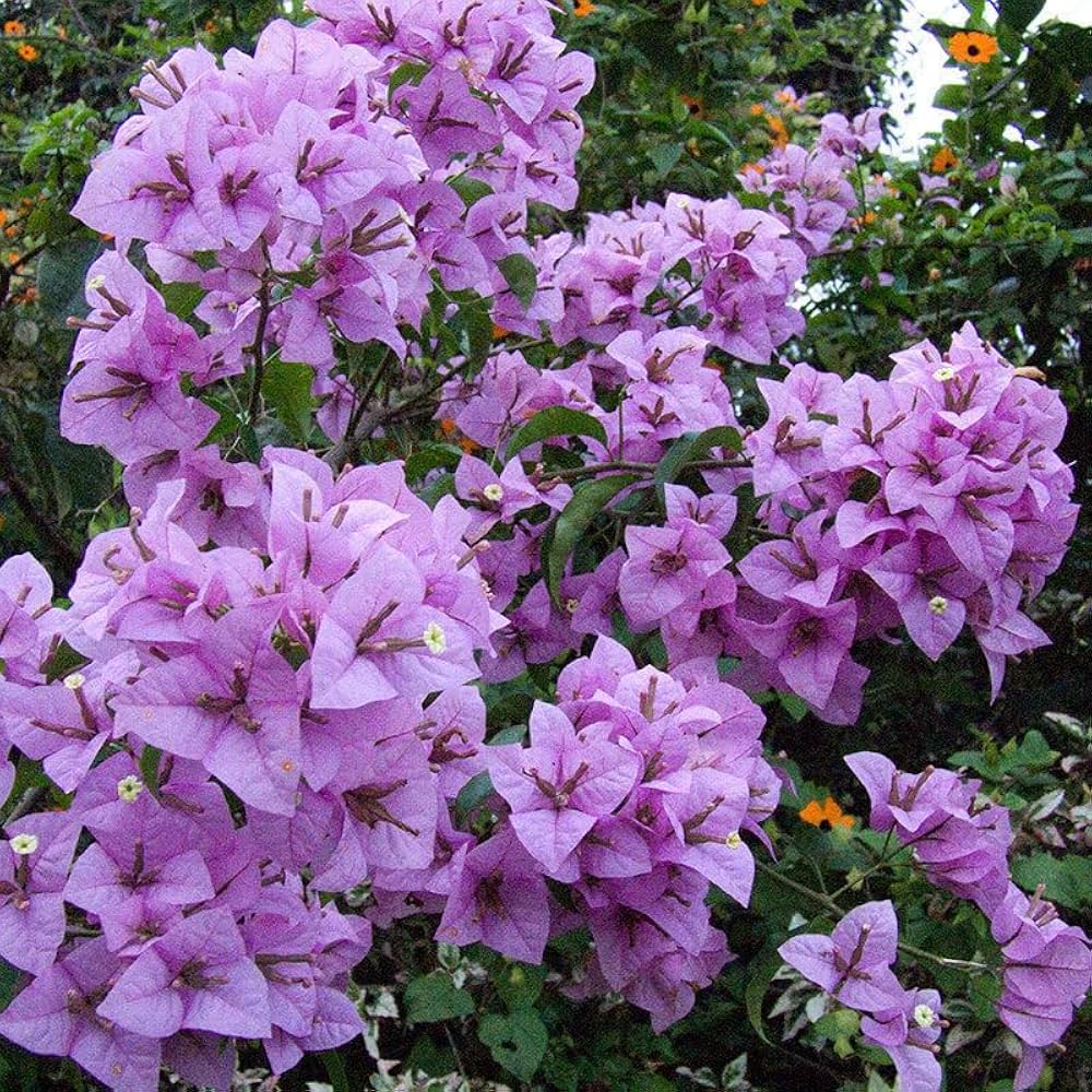 Light Purple Bougainvillea Flower Seeds for Garden Planting