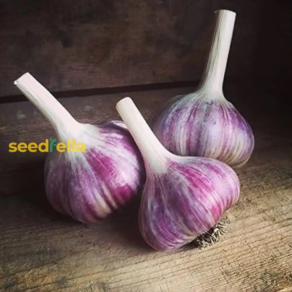 Light Purple Garlic Seeds For Planting Vegetable Seeds