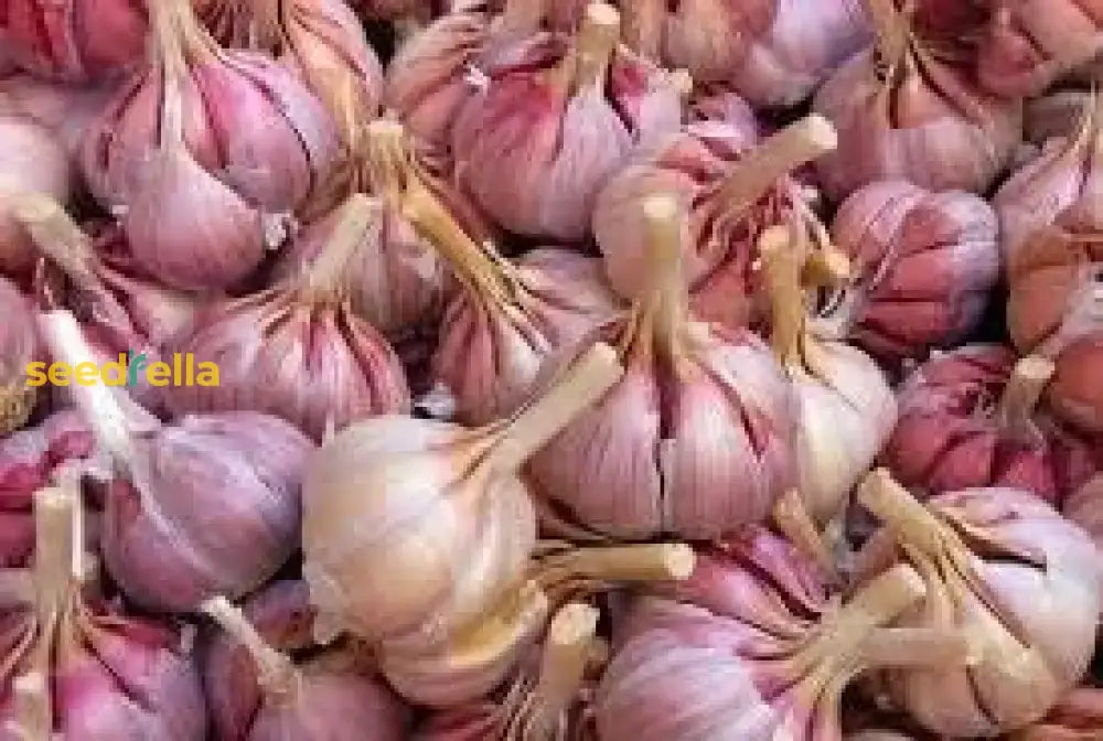 Light Purple Garlic Seeds For Planting Vegetable Seeds