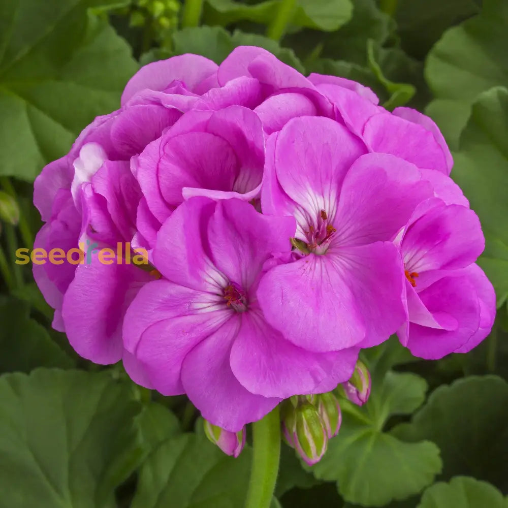 Light Purple Geranium Pelargonium Peltatum Seeds For Vibrant Planting Displays