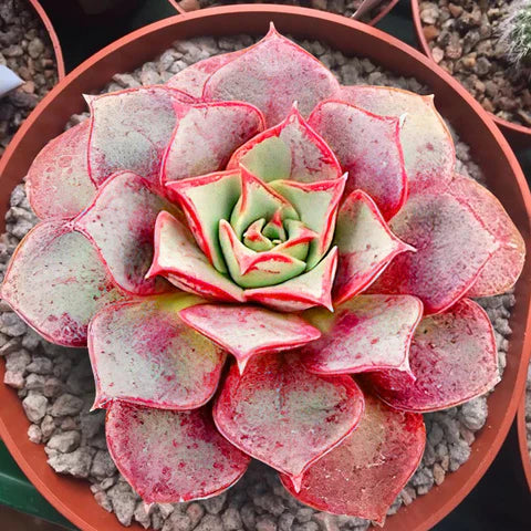 Light Red Echeveria Purpusorum Seeds for Exotic Garden Planting