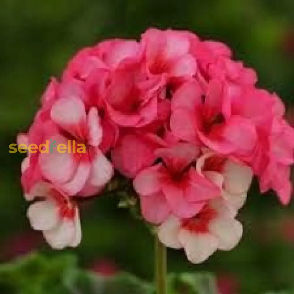 Light Red Geranium Flower Seeds For Planting | Annual Vibrant Gardens