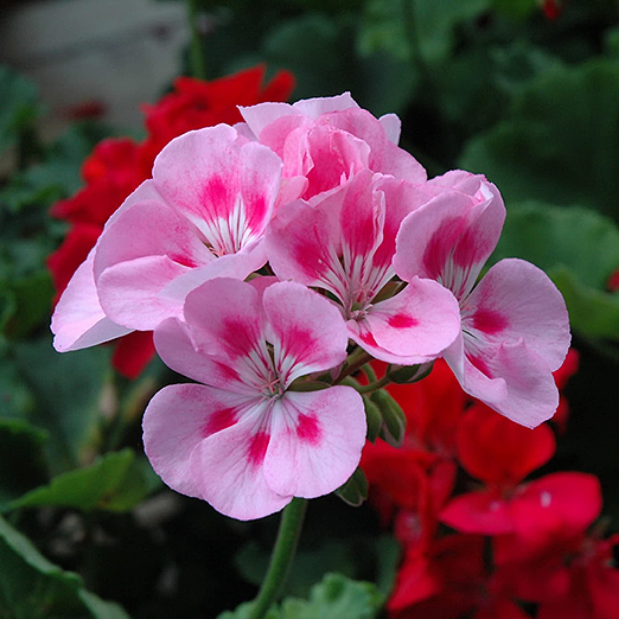 Light red geranium seeds for planting