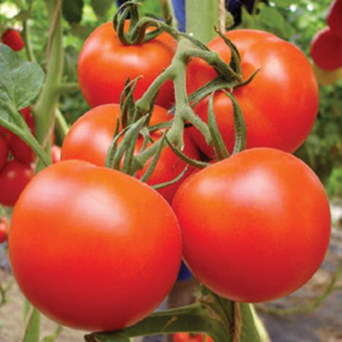 Light red tomato harvest in garden