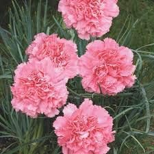 Light Rose Dianthus Garden Seeds for Colorful Landscapes