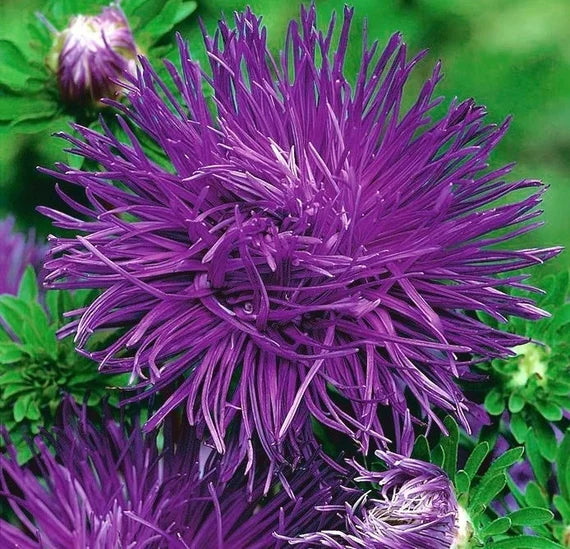 Light Violet Aster Callistephus Flower Seeds for Planting