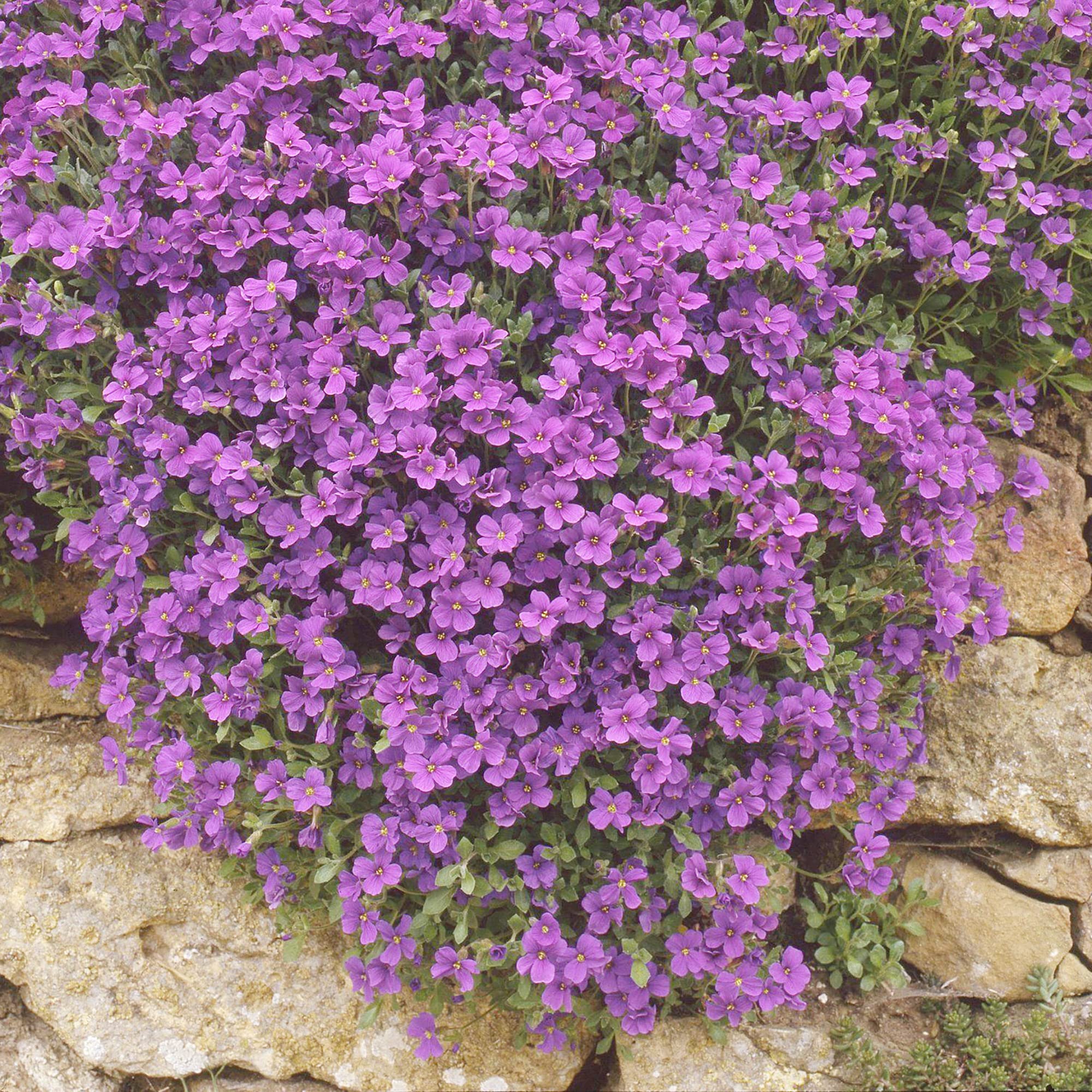 Light Violet Aubrieta Seeds for Easy Garden Planting