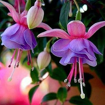 Light Violet Double Petals Fuchsia Flower Seeds for Planting