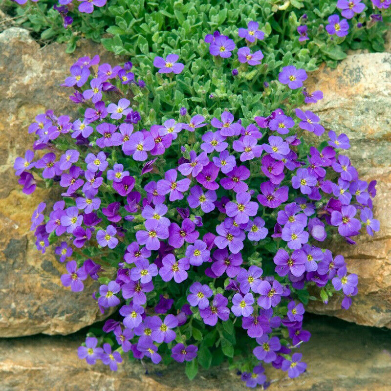 Light Violet Rock Cress Flower Seeds for Garden Planting