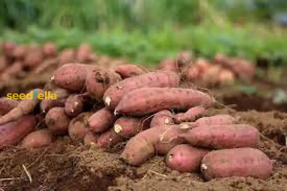 Light Violet Sweet Potato Seeds For Easy Planting Vegetable Seeds