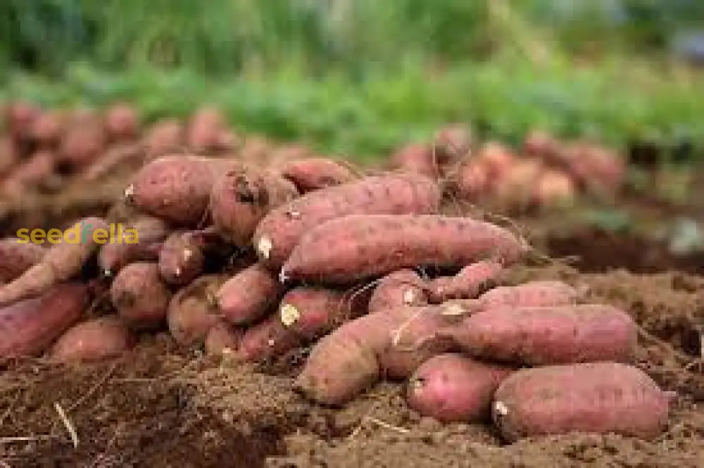 Light Violet Sweet Potato Seeds For Easy Planting Vegetable Seeds