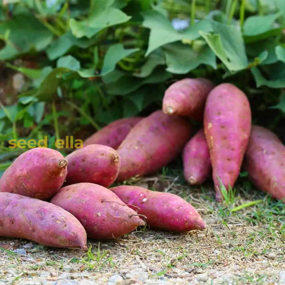 Light Violet Sweet Potato Seeds For Easy Planting Vegetable Seeds