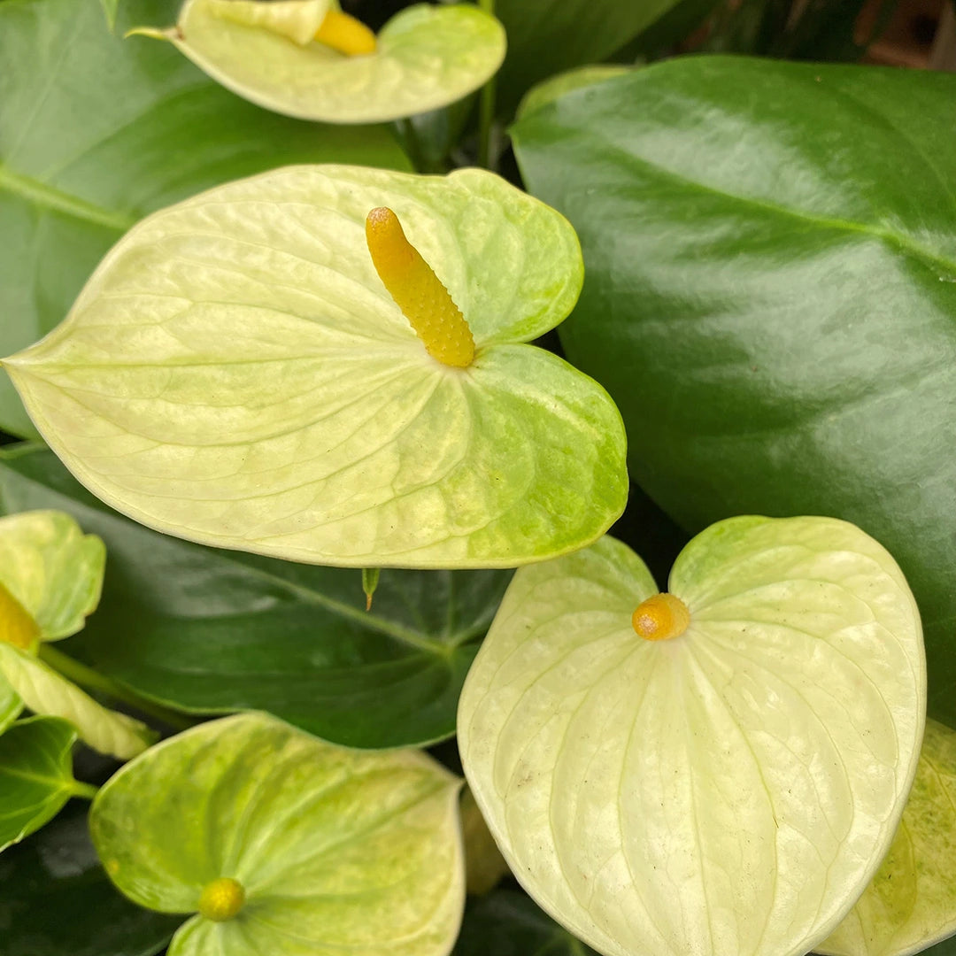 Light Yellow Anthurium Blooms for Elegant Décor