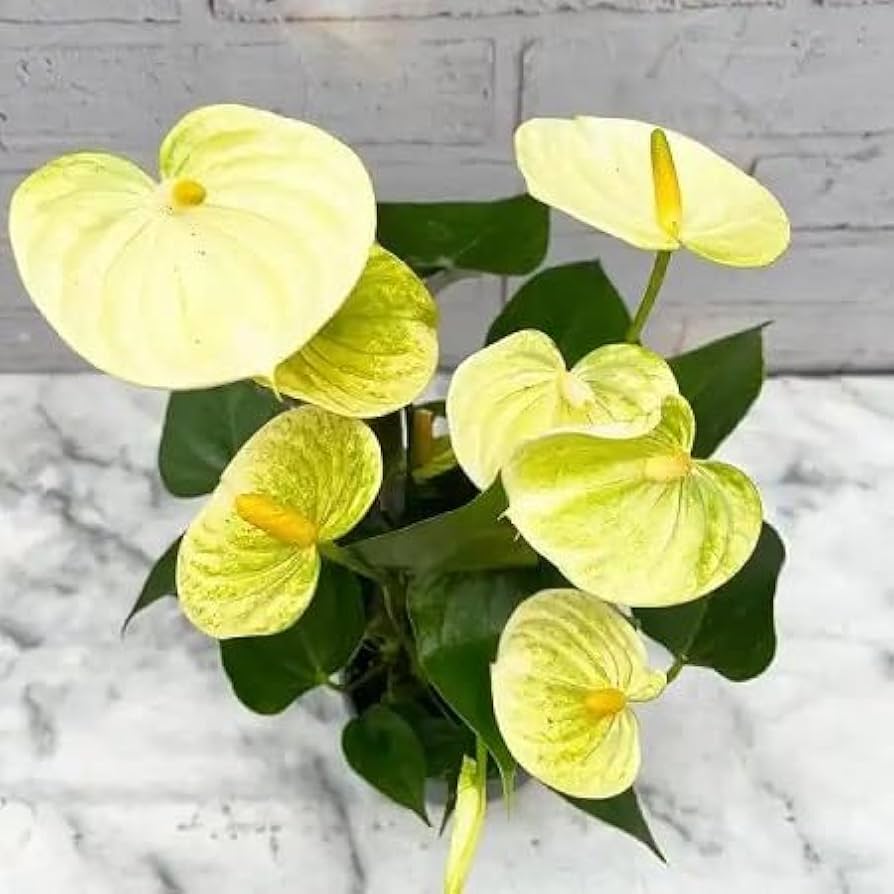 Light Yellow Anthurium Linden Seeds for Planting
