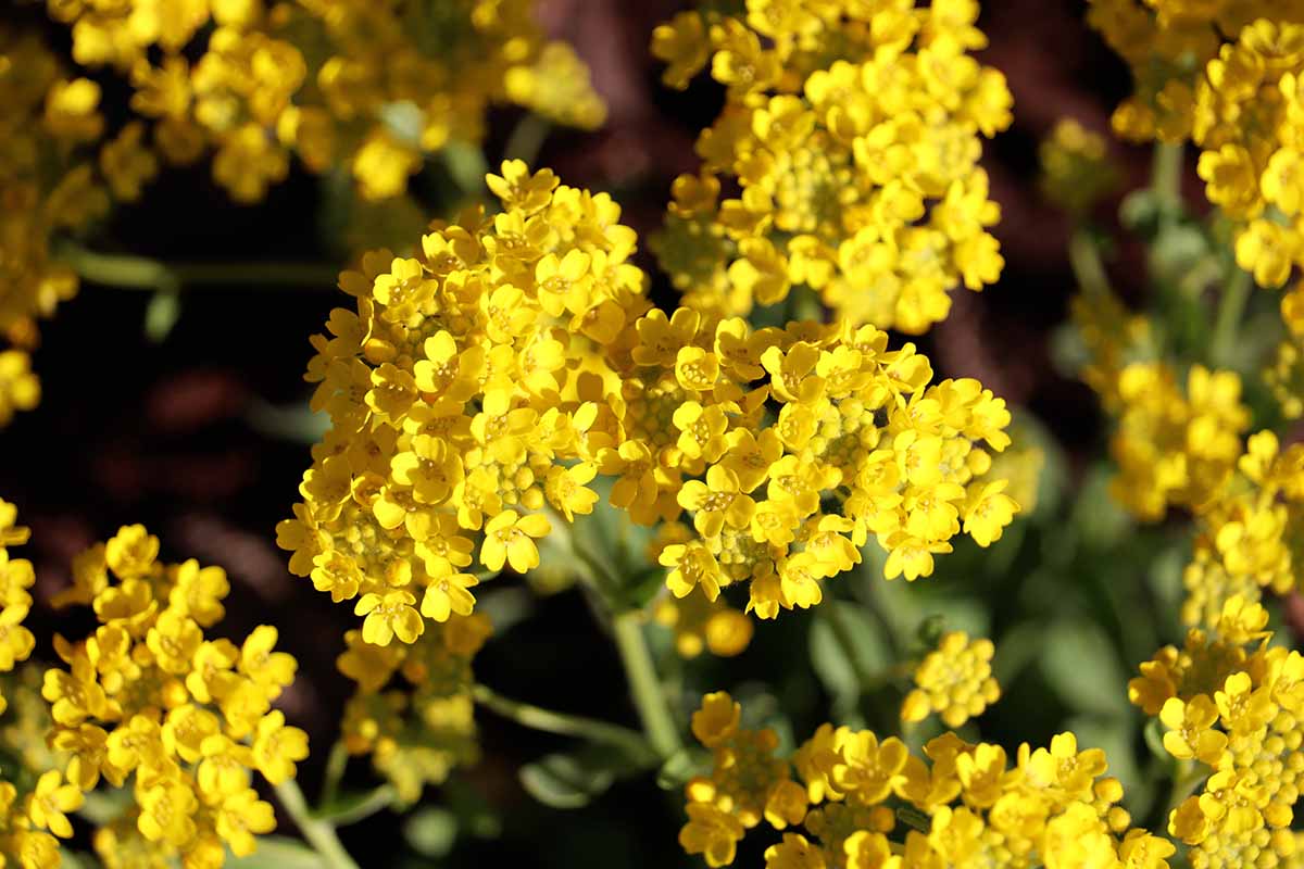Light yellow Aubrieta flowers blooming in a sunny garden