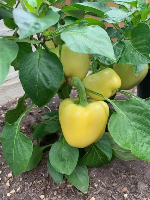Harvest-ready light yellow bell peppers from seeds