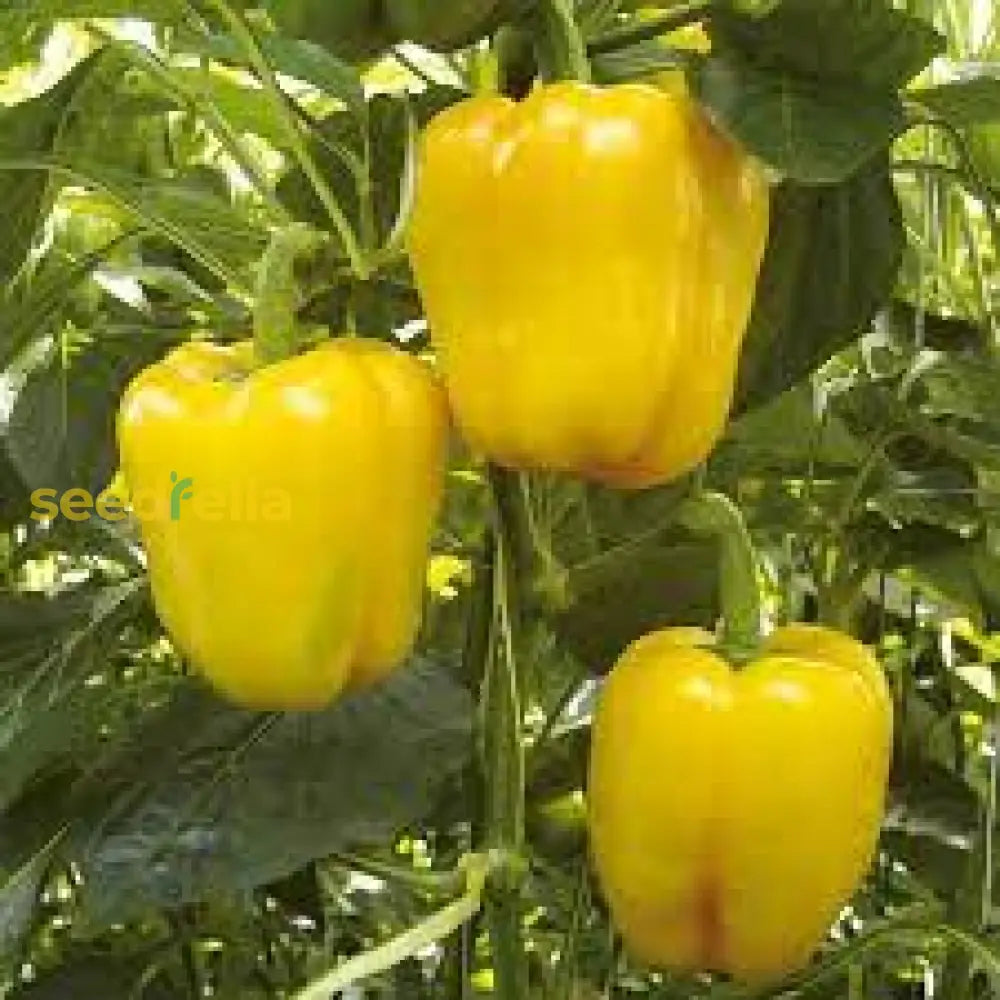 Light Yellow Bell Pepper Seeds For Planting