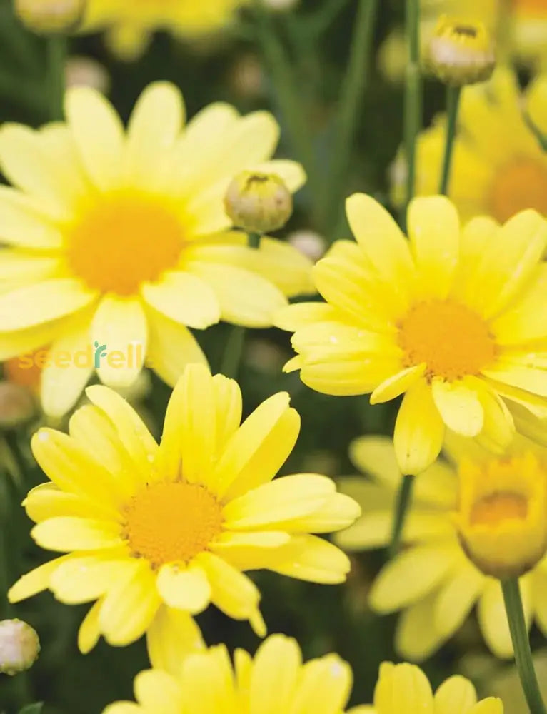 Light Yellow Bellis Perennis Flower Seeds For Planting