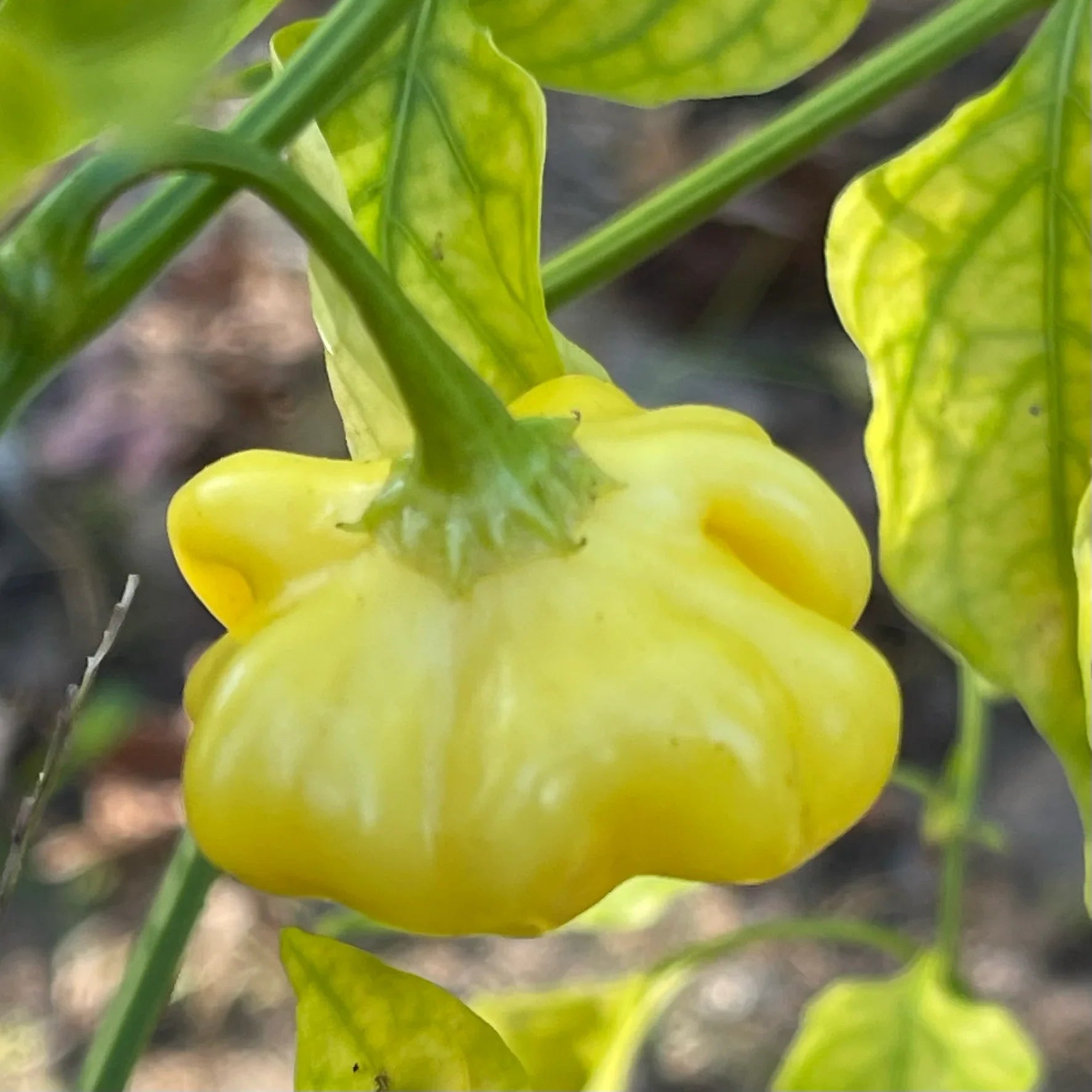 Light yellow Brazilian chili pepper seeds for planting